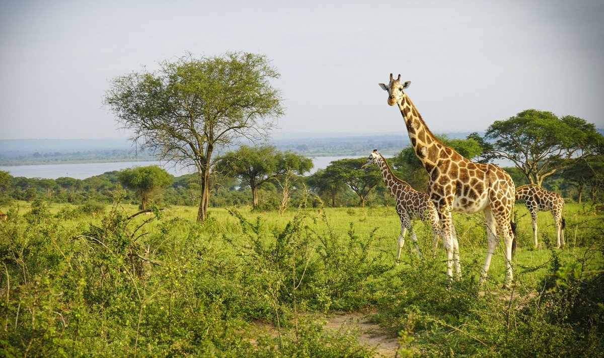 Uganda.
