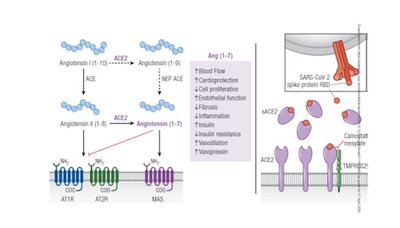ACE ja ACE-2 interaktsioon ning viiruse sisenemine rakku (ACE-2 ja TMPRSS2)