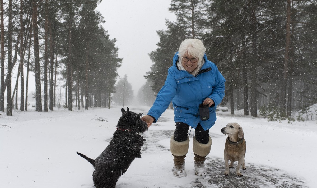 JALUTAMAS Marina Kaljurand oma šoti terjeri Lennu ja krants Rocky`ga. Kaljurandade peres on olnud ka kass ja ei ole välistatud, et kord kass ka jälle kampa võetakse. "Oleks ju tore, kui oleks veel mõni selline Garfieldi moega kass. Koertele oleks see muidugi täileik šokk – et nüüd toodi kass ka veel majja," muheleb Marina.