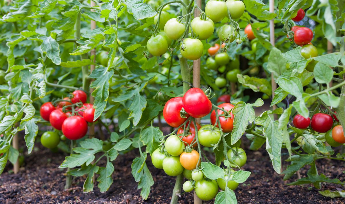 Tomatitaimed tuleb pärast istutamist toestada, et siis kui viljad külge kasvavad, taimed kenasti püsti püsiksid.