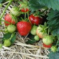 Kuidas luua kerge vaevaga hooldusvaba maasikapeenar
