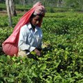 India teekasvatajad põletasid istanduseomaniku surnuks