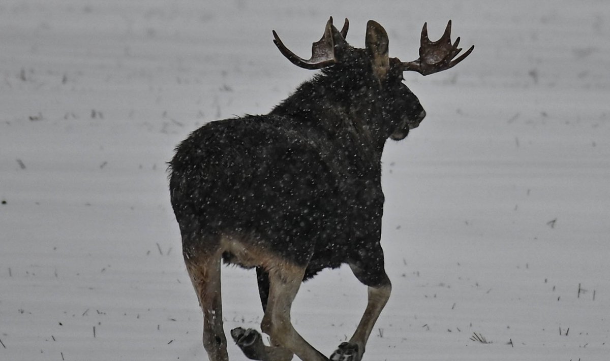 Uhkete sarvedega põdrapull Orava jahtkonna maadel.