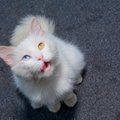 Ebatavalised kassid: 8 omapärast geneetilist anomaaliat kasside seas