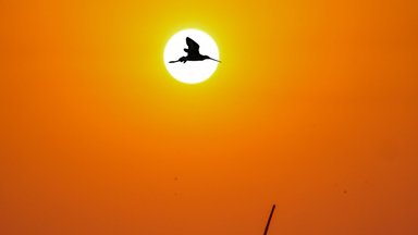 Ornitoloog Peep Veedla: rändamise maailmarekordi püsitanud lind suudab poole ajuga magada