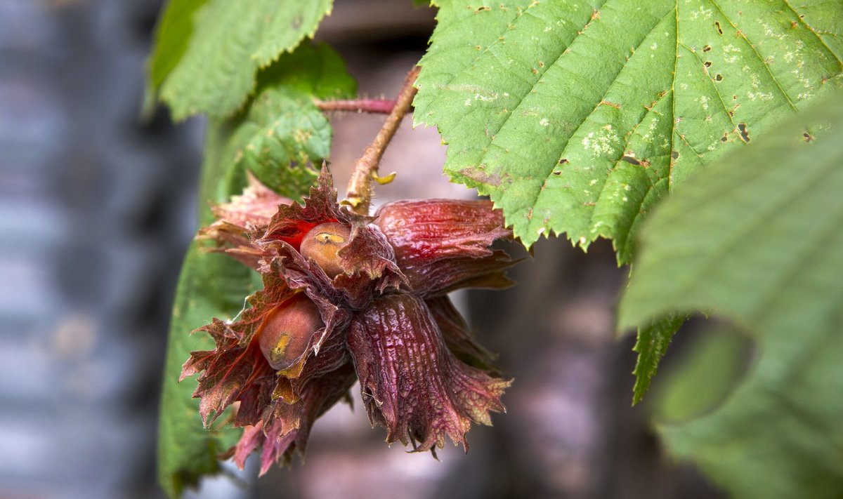 Punaseleheliselt harilikult sarapuult saab samuti pähkleid. Tema kevadel punased lehed muutuvad suve edenedes roheliseks.