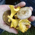 На заметку: можно ли в США собирать грибы?