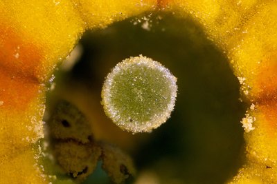 Рыльце пестика первоцвета типа L