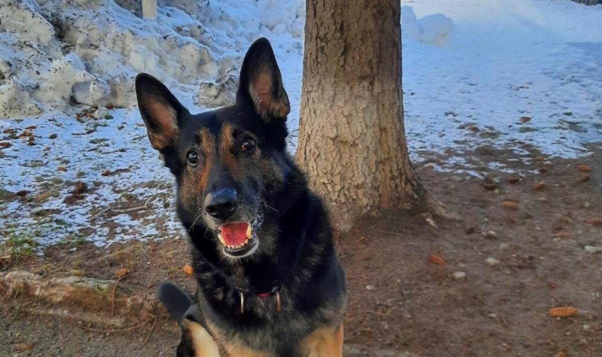 Toran leidis poisi kiiresti üles.