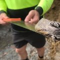 FOTO | Kes see veel on? Austraalia koolis nähti hiiglaslikku ööliblikat