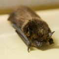 Kärbsepüünis ohustab nahkhiiri ja teisi väikeloomi
