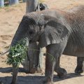 ВИДЕО | С Днем слона! Посмотрите, какими проделками обитатели Таллиннского зоопарка развлекали гостей