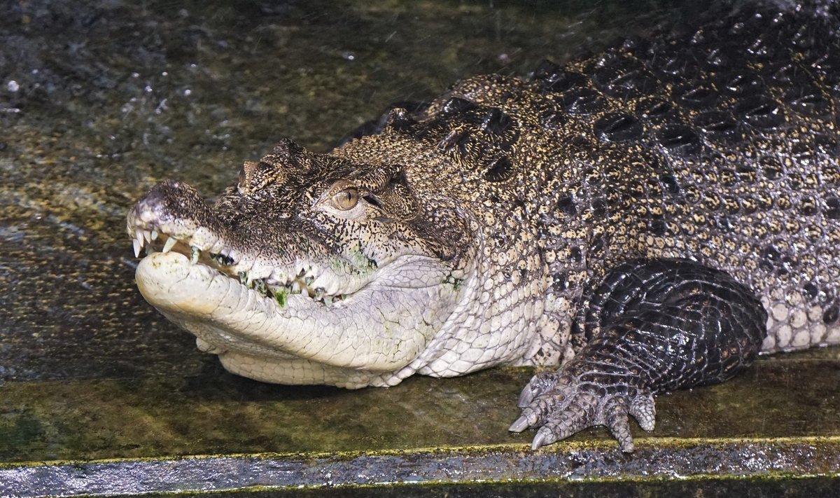 Krokodill Lonni