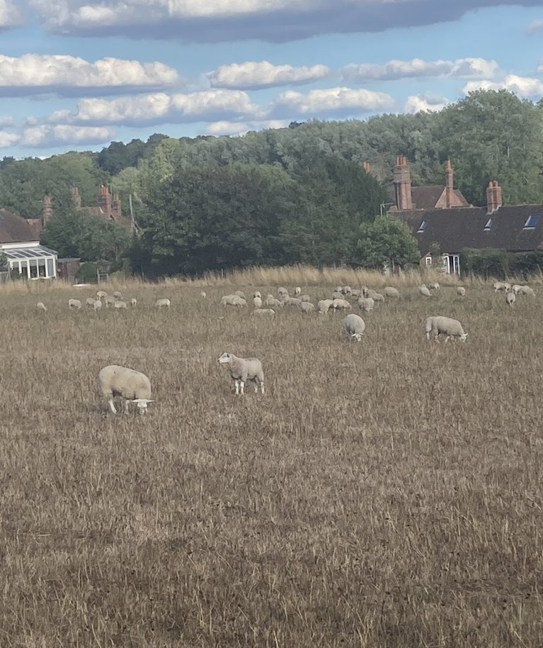 Inglismaal on säilinud ajalooline tava lambaid pidada. Farmerid on selleks leidnud igaüks oma tee.