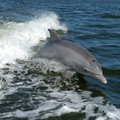 VIDEO | USA merevägi kinnitas delfiinide külge kaamerad ja jälgis neid pool aastat