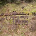 FOTO: Kaitseväe demineerijad leidsid Sõrve poolsaarelt üle kahesaja lõhkekeha