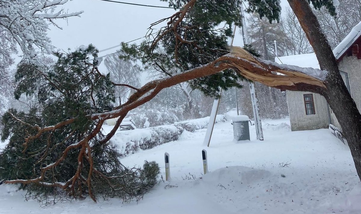 Täna, 12.  detsembril Kassari muuseumi juures tehtud foto. See puu murdus juba enne, kui “torm” kohale jõudis. Hiidlastele on paksu lumekihi tekitatud kahjud juba mitu päeva peavalu valmistanud, paljud on siiani elektrita.