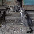 Eestit on haaranud suvine kassipojauputus: mida teha, kui maakodu kuuri on vallutanud kiisupere?