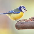 Millal peaks alustama lindude toitmisega ja mida neile pakkuda?