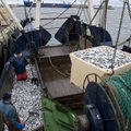 Strateegia: Eesti kalakasvatustoodang võiks olla kümme korda suurem