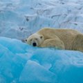 Polaarjää sulades siiski ellu jäänud jääkarud  annavad liigile lootust