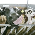 Helenius Eesti piimafarmidest: hea pakkumise korral müün kogu osaluse