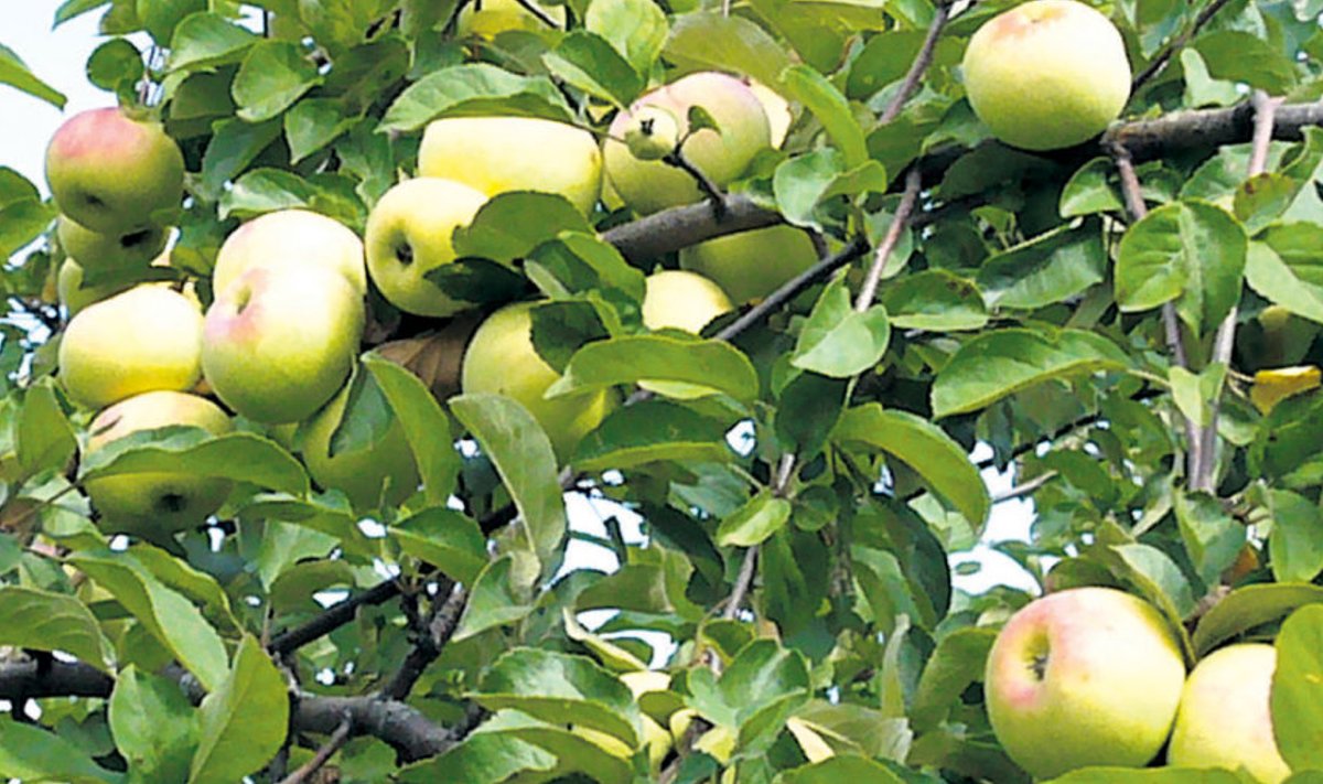 Vene sordi ‘Imrus’ õunad ja lehed on täiesti kärntõvekindlad, kahjuks pole õunad kuigi maitsvad.