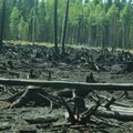 100 aastat metsatulekahjusid: Eestis on põlenud tuhandeid hektareid metsa