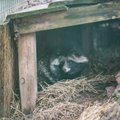 Eesti loomakaitsjad paluvad hiinlastel lõpetada metsloomade paljundamise