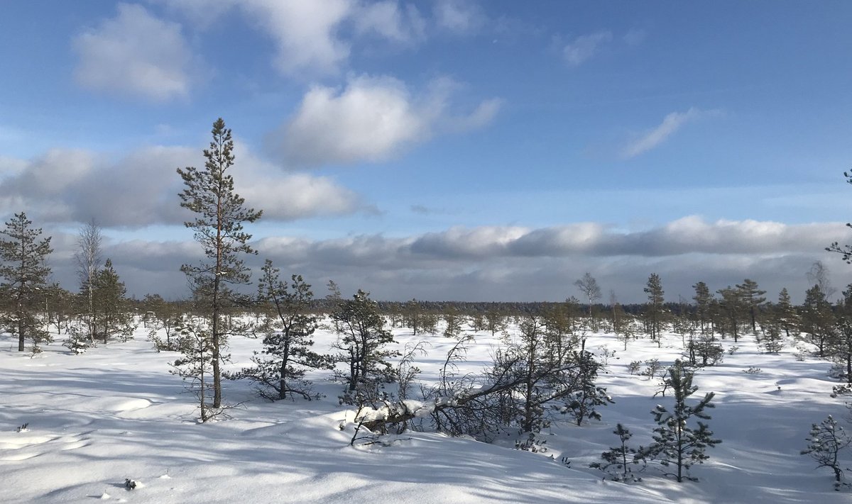 Tolkuse raba koosneb mitmest kokku kasvanud soost.
