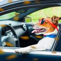 Возмущенный клиент: водители такси Bolt уезжают, увидев у меня собаку