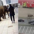 ФОТО. "По улицам слона водили": жителей Вильнюса удивил гуляющий по городу слон