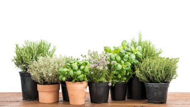 SUUR SPIKKER | Kuidas külvata maitsetaimede seemneid pottidesse ja kasvatada taimi aknalaual nii, et ka algaja potipõllumees saaks korraliku saagi?