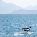 Невероятное видео! Молодой кит решил позаигрывать с группой серферов