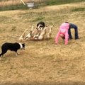 Hämmastav VIDEO | Kolm koera, kes rabavad sind oma karjaajamise oskusega täiesti jalust