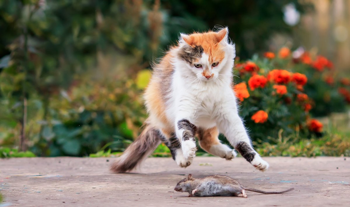 Kass on väga edukas hiirepüüdja. Aga leidub ka teisi häid vahendeid. 