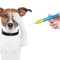 Loomaarst Tiina Toomet: vaktsineerimist ei tasu karta, küll aga marutaudi taaspuhkemist