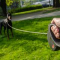 Arstid on täheldanud koerarihmaga seotud vigastuste teket