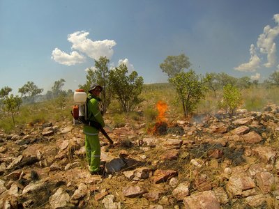 Põõsaste põletamine Kununurras, kaitsmaks haruldase linnuliigi pesituspaika.