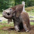 ÜRITUS | Nädalavahetusel näeb loomaaias viimast korda elevantide spaaprotseduure ja ninasarvikute treenimist