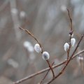 ВИДЕО | Сегодня официально начинается весна. Смотрите, как просыпается природа