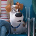 TREILER | Kinodes alustab järg hittanimatsioonile "Lemmikloomade salajane elu"