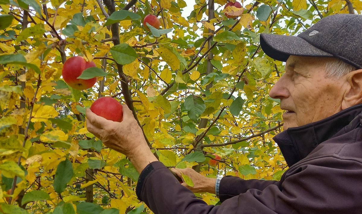 Toivo Univer nopib seemnest kasvanud noorelt puult õunu - siin on uue õunasordi lõhna tunda!