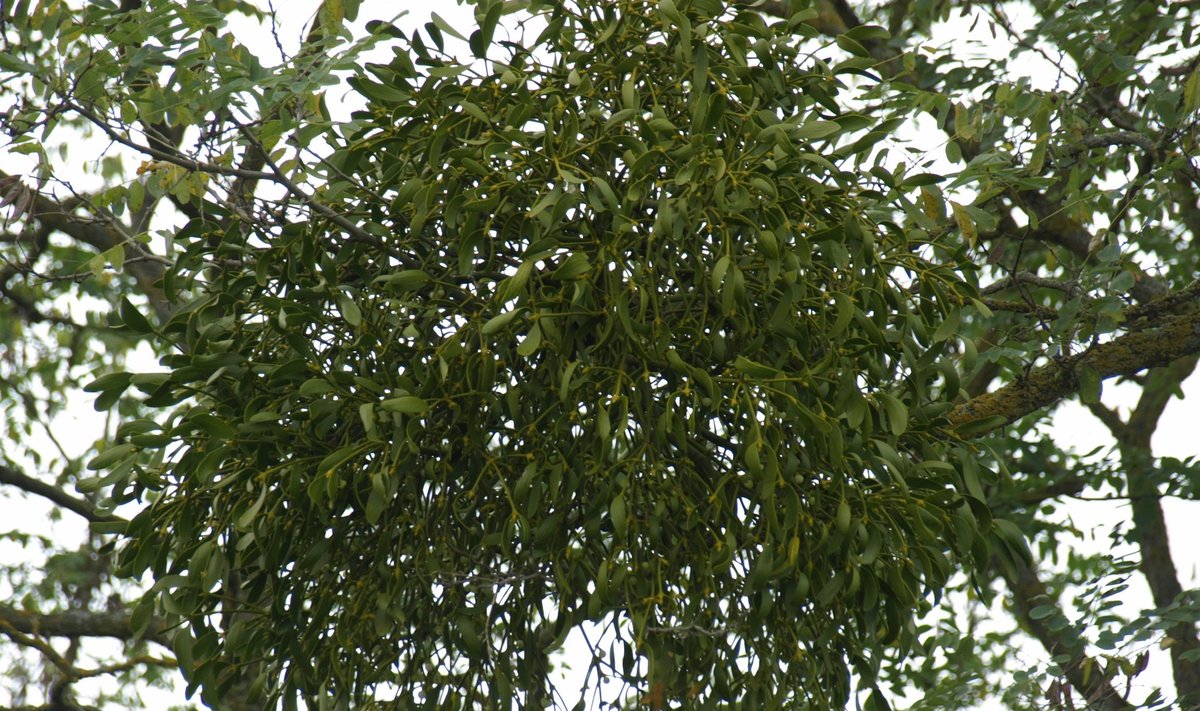 Puuvõõriku lehed ja marjad on hinnatud ravim.
