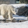 VIDEO ja FOTOD | Vaata, kuidas jääkarupoeg Aron kiuslikku varest taga ajab