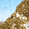 Maaeluministeeriumi vastulause mesinike liidule: kümnete miljonite mesilaste hukkumine taimekaitsevahendite tõttu on meelevaldne arvamus