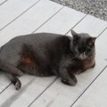 ФОТО читателя Delfi: Счастливые кошки Фуэртевентуры