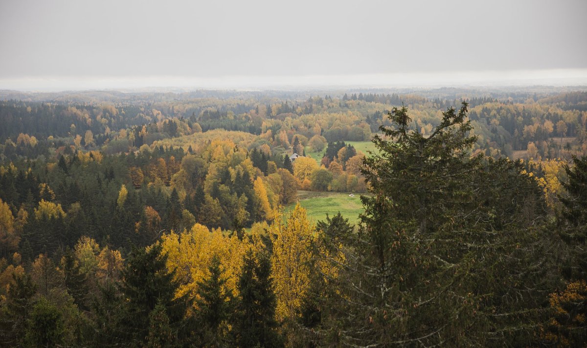 Väiksemal raiemahul oleks positiivne mõju nii kliimaeesmärkidele kui ka Eesti metsade elurikkusele, on uuringutest selgunud.