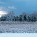 НЕДЕЛЬНЫЙ ПРОГНОЗ | Эстонию ждут трескучие морозы: температура опустится до -20°. Сильно похолодает уже в ночь на четверг!