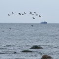 Merebioloog: Kaliningradis merre lastava solgivee mõju jõuab ka Eestini